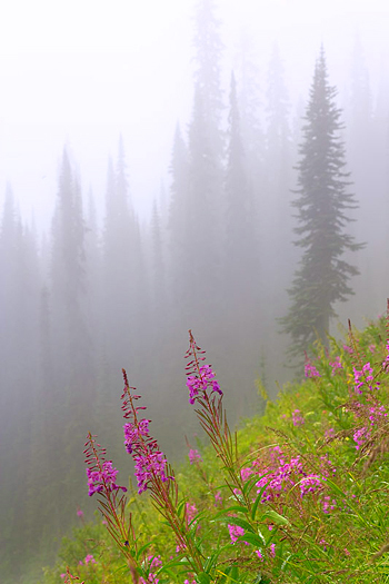 Hillside with pink flowers in misty forest setting