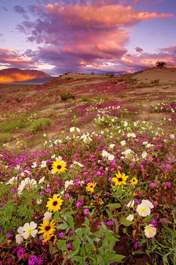 Evening light, Anza Borrego State Park, CA by Don Paulson