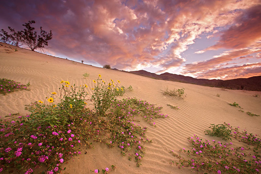 Wildflowers, Anza Borrego State Park