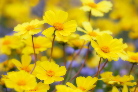 Coreopsis, Carrizo Plain National Monument, CA by Don Paulson