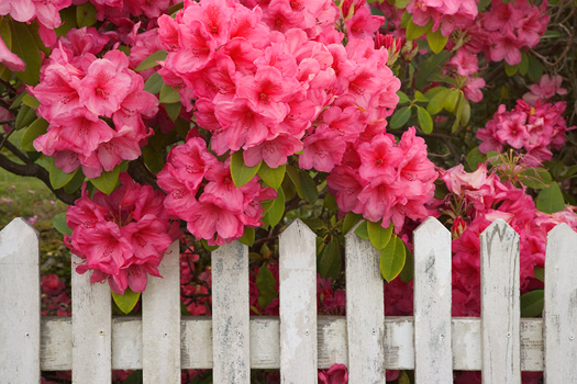 Rhododendron and Fence, Reedsport, Oregon by Don Paulson