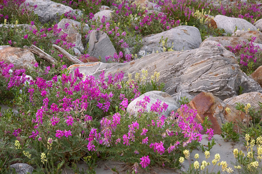 Rock Garden, Alsek River, Alaska by Don Paulson