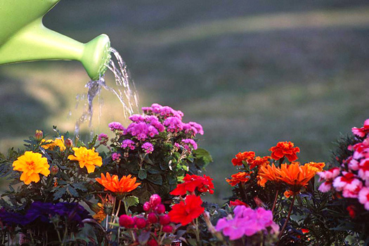 Watering the flowers