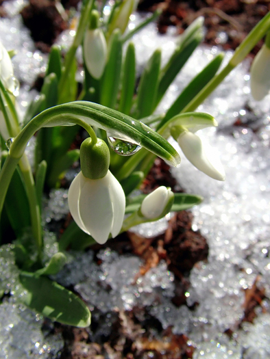 Drop on snowdrop