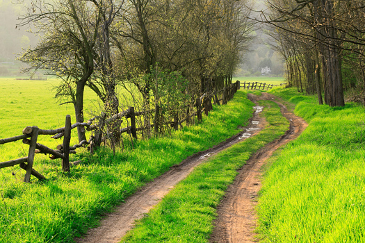 Farm Road in Spring