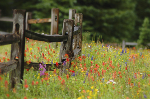 Flowers - Shrine Pass Colorado