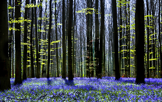 Dark tree silhouettes and millions of bluebells