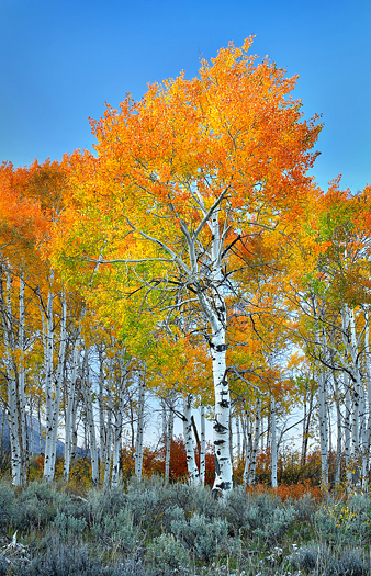 Blazing Aspen