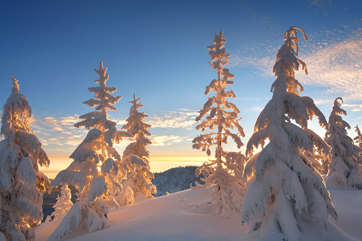 Snowy Trees at Sunrise