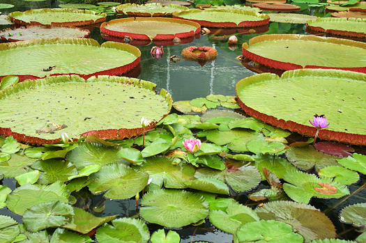 Lotus flowers in a pond