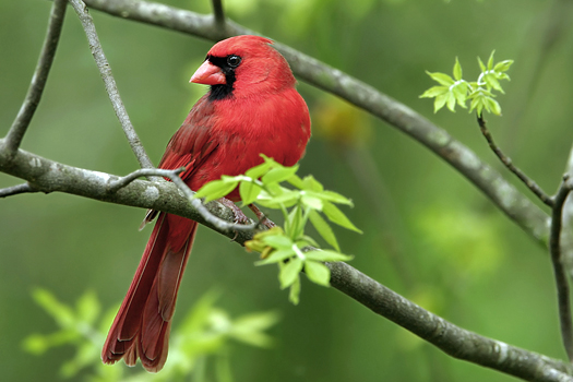 Male Cardinal