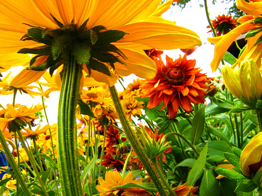 A walk in the land of the giants - colorful flowers photographed from the ground