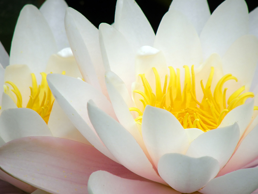 Beautiful water lily