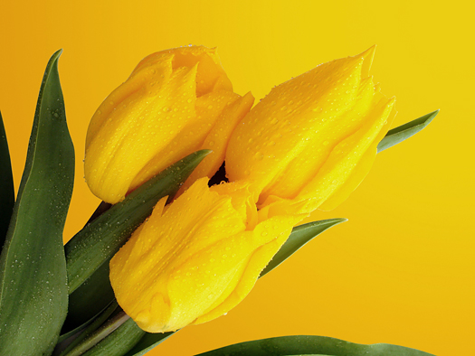 Yellow tulips