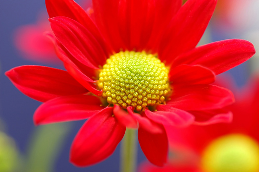 Red flower close-up image