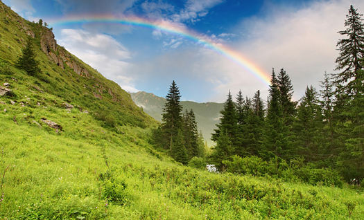 Rainbow over forest