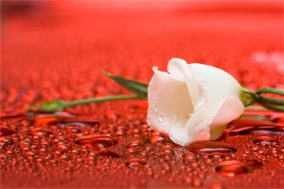 white flower with water droplets