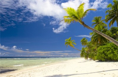 Tropical forest on the island Gan in Indian Ocean, Maldives