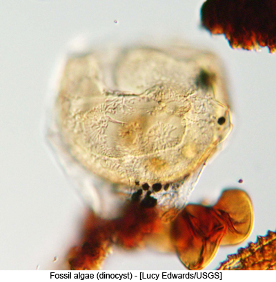 Fossil algae (dinocyst) - [Lucy Edwards/USGS]
