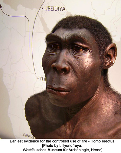 Reconstruction of a Homo Erectus [Photo by Lillyundfreya. Westfälisches Museum für Archäologie, Herne]