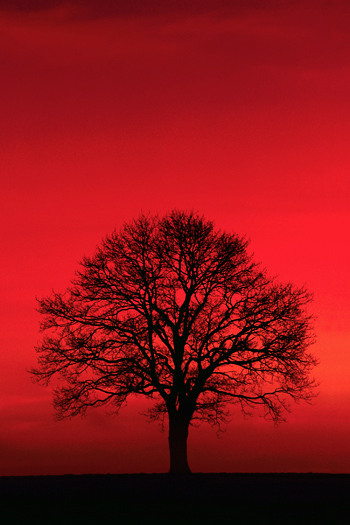 Single silhouetted tree against red background