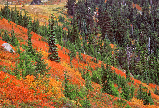 Fall trees on a hillside - Autumn