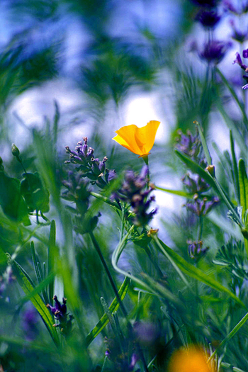 Single yellow Poppy amidst purple flowers