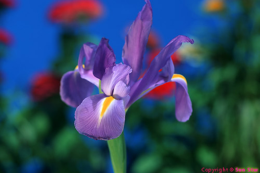 Closeup of purple iris - SunStar