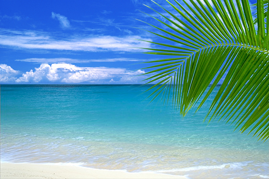 Beach with palm leaf by Elan Sunstar