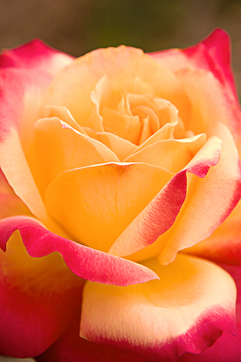 red and yellow rose closeup