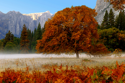 Beautiful Mist in early Autumn morning, Yosemite valley