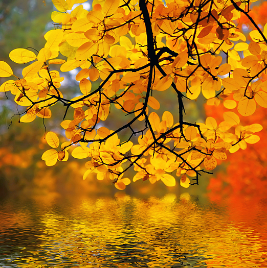 Closeup of yellow Autumn leaves above a lake