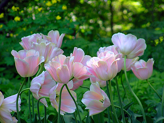 Pink tulips in university garden