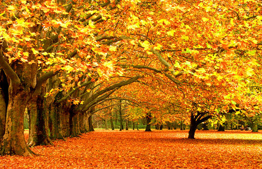 Autumn trees in a park