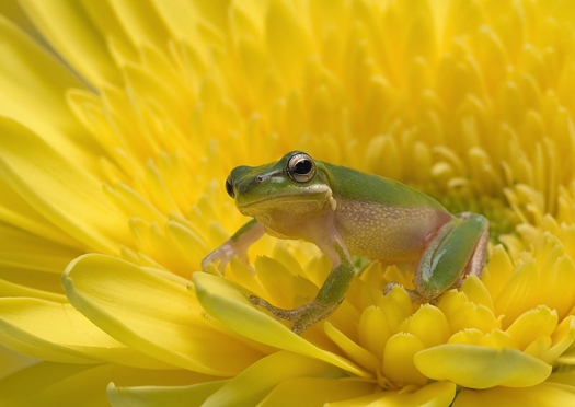 Green frog on yellow flower