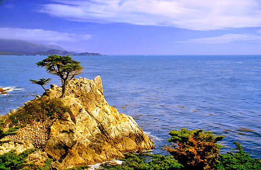 The lone Monterey Pine at Monterey point California