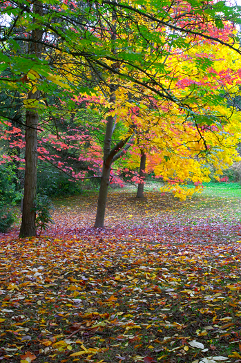 Fall forest with yellow. green and pink trees