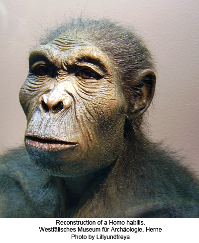 Scientific reconstruction of a Homo habilis [Westfälisches Museum für Archäologie, Herne]