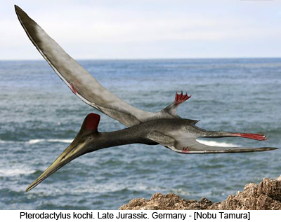 pterodactylus kochi