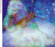Solarised Butterfly by Patricia Ferry