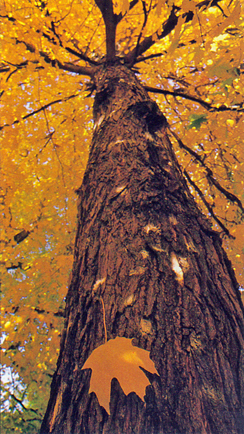 Fall leaves on tree
