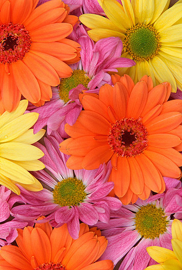 Close-up of yellow, orange and pink daisies