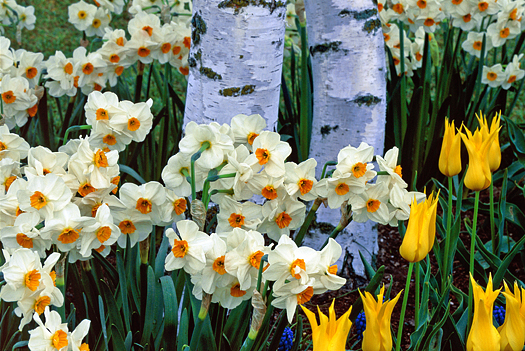 Grouping of white daffodils and yellow tulips against aspen trees