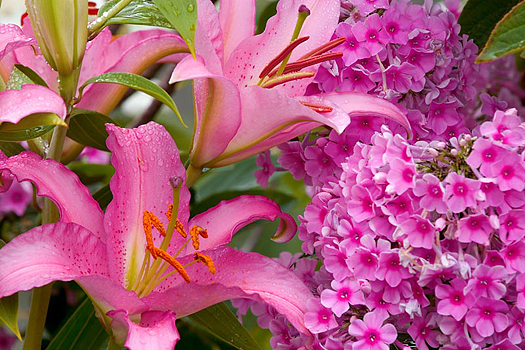 Assorted pink flowers in bloom