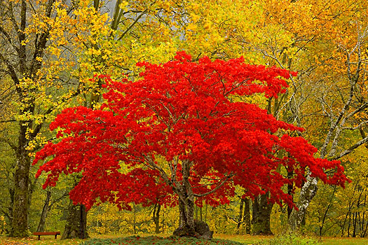 A red Fall tree amid yellow trees