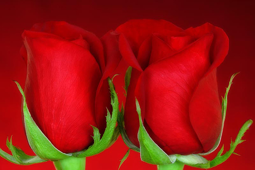 Closeup of two red rosebuds on a red background