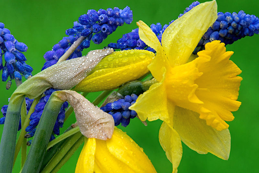 Closeup of yellow daffodils and grape hyacinth