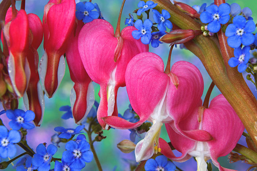 Closeup of pink bleeding hearts and blue periwinkle