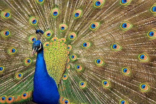 A peacock with his tail arrayed