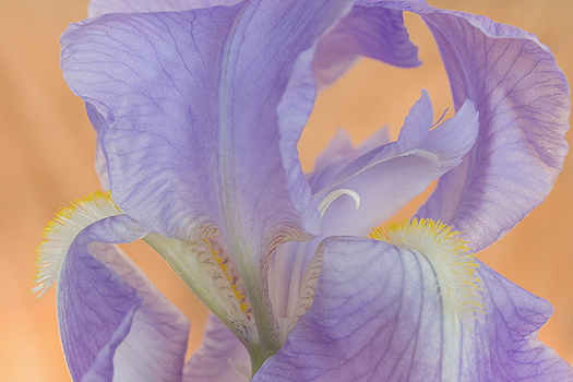 Closeup of a purple iris